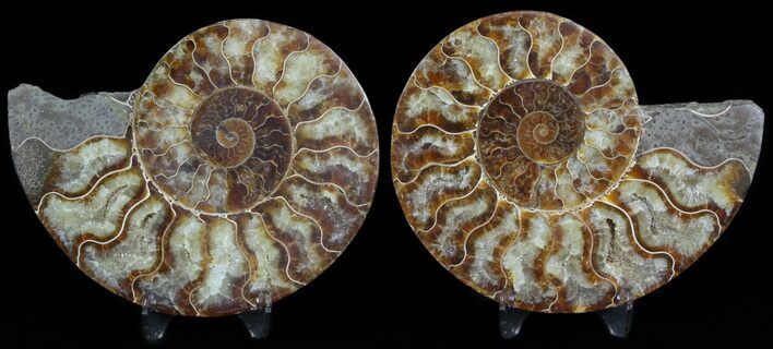 Polished Ammonite Pair - Agatized #45485